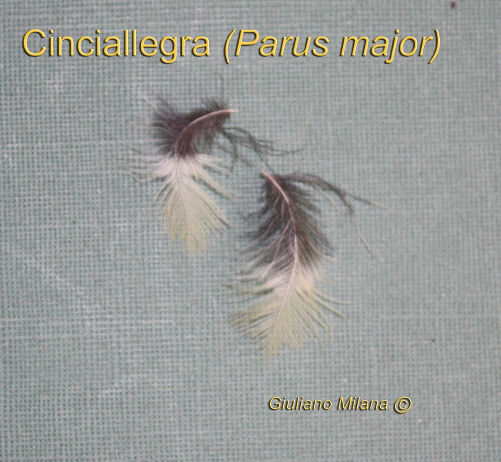 Penne: Cinciallegra